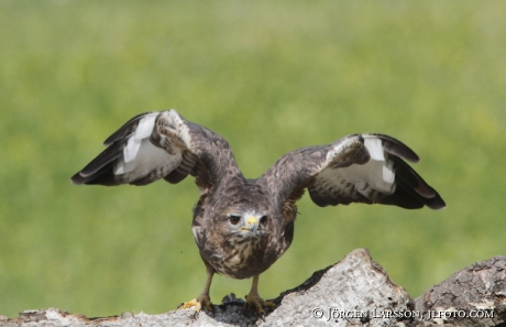 Ormvråk Buteo buteo