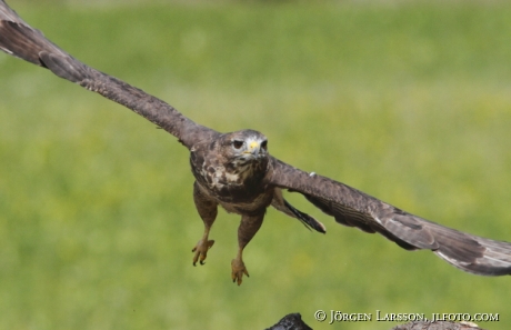 Ormvråk Buteo buteo