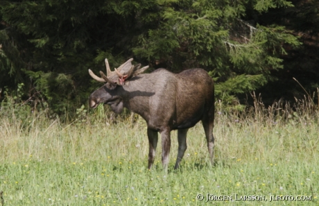 Moose bull