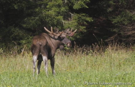 Moose bull