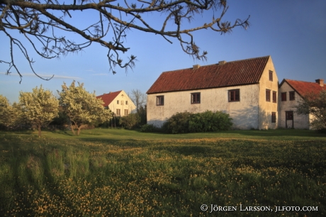  Kalkstenshus  Petes Gotland Sverige