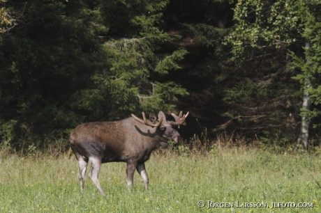 Moose bull