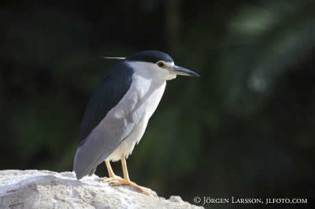 Natthäger Nycticorax nycticorax