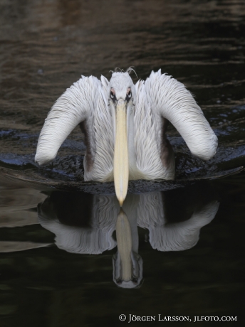 Pelican Pelicanidae