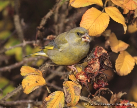 Grönfink Carduelis chloris