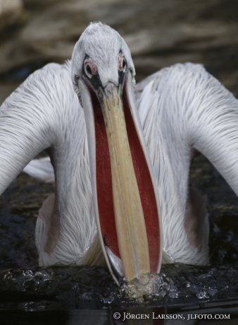 Pelican Pelicanidae