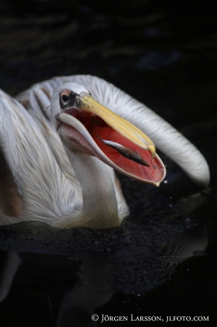 Pelican Pelicanidae