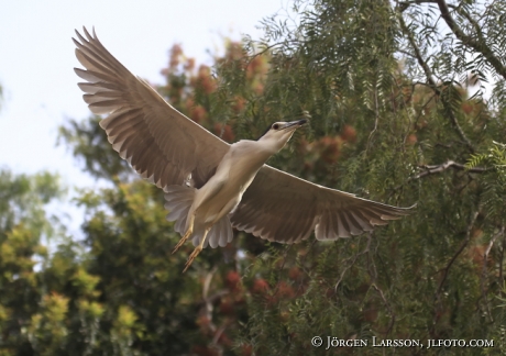 Natthäger Nycticorax nycticorax