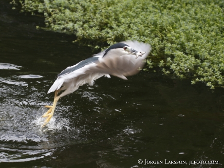 Natthäger Nycticorax nycticorax