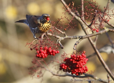 Björktrast Turdus pilaris