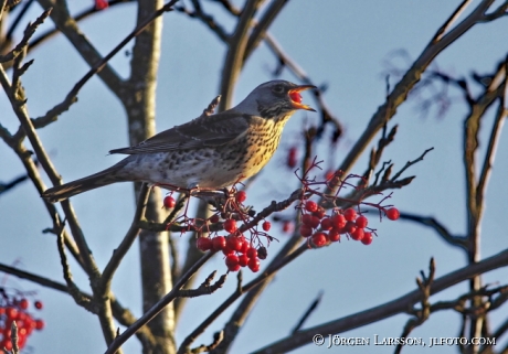 Björktrast Turdus pilaris