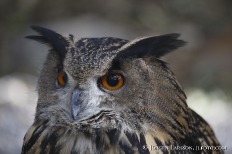 Berguv Bubo bubo