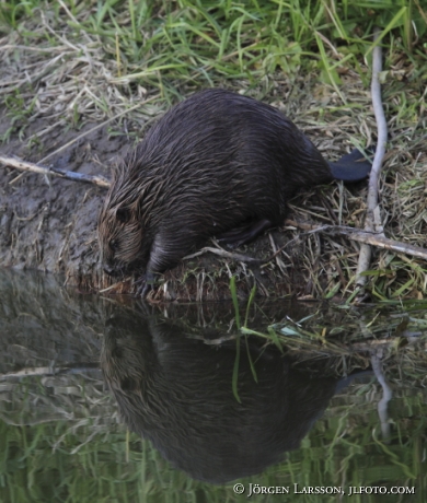 Beaver Castoridae Gnesta Sweden