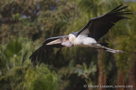 Maraboustork  Leptoptilos crumeniferus