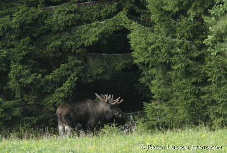 Moose bull