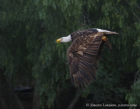 Vithövdad Havsörn Haliaeetus leucocephalus