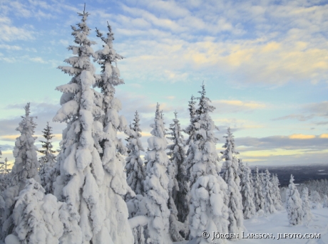 Vinterskog Orsa Grönklitt Dalarna