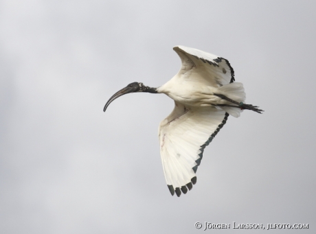 Helig Ibis Threskiornis aethiopicus