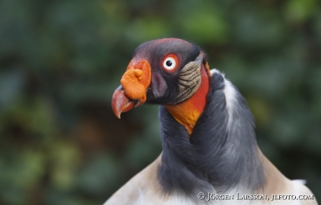 Kungsgam Sarcoramphus papa