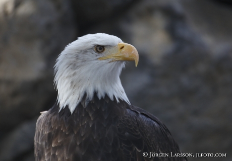 Vithövdad Havsörn Haliaeetus leucocephalus