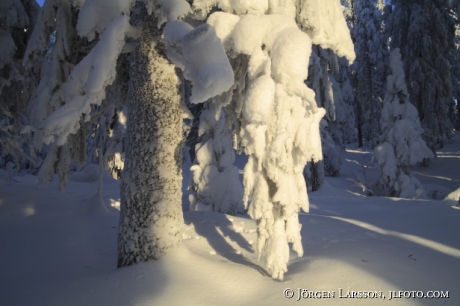 Vinterskog Orsa Grönklitt Dalarna