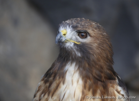 Ormvråk buteo buteo 