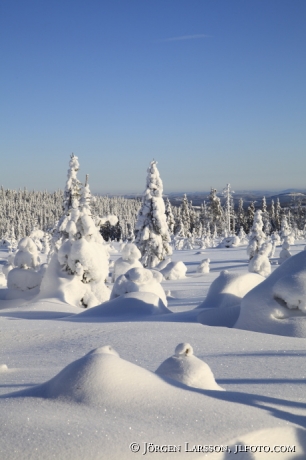 Vinterträd vid Harsa nära Järvsö Hälsingland