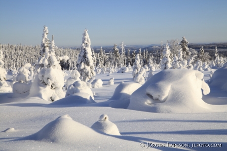 Vinterträd vid Harsa nära Järvsö Hälsingland