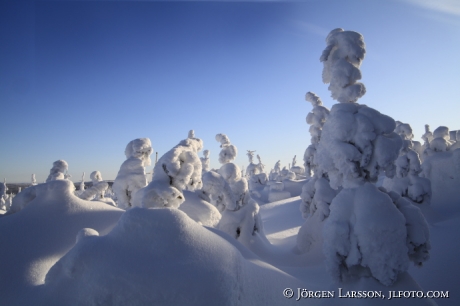 Vinterträd vid Harsa nära Järvsö Hälsingland