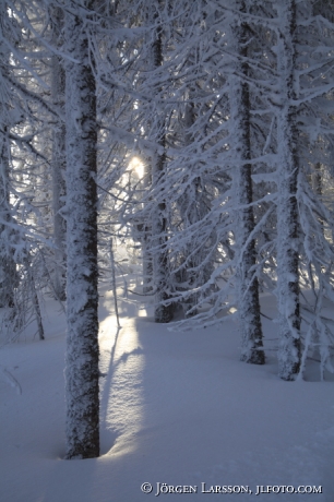 Vinterträd vid Harsa nära Järvsö Hälsingland