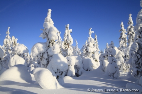 Snöklädda granar vid Harsa nära Järvsö