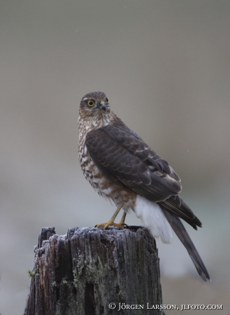 Sparvhök accipiter nisus