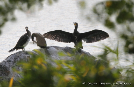 Storskarv Phalacrocorax carbo  Stockholm