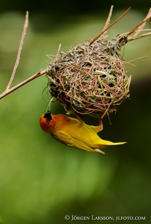 Vävarfågel Kenya