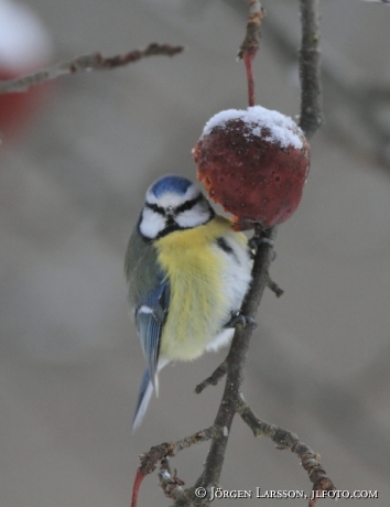 Blåmes Parus caeruleus  matar