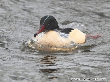 Storskarv Phalacrocorax carbo Trosa Sverige