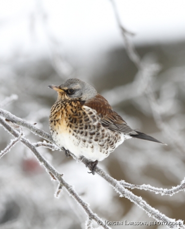 Björktrast  Turdus pilaris  Uppland 