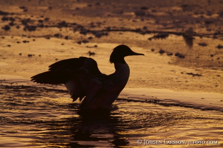 Storskrake Mergus merganser