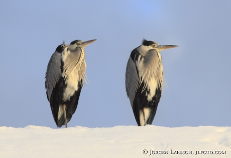 Häger Ardea cinerea Stockholm Sverige