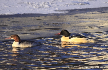 Storskrake  Mergus merganser