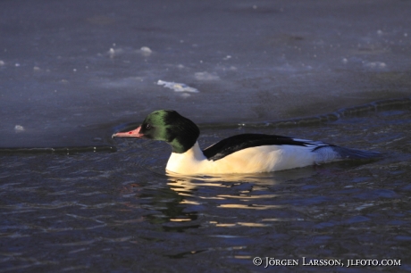 Storskrake  Mergus merganser