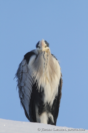 Häger Ardea cinerea Stockholm Sverige