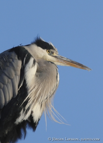 Häger Ardea cinerea Stockholm Sverige