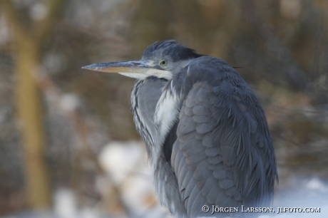 Häger Ardea cinerea Stockholm Sverige