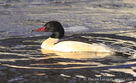 Storskrake  Mergus merganser