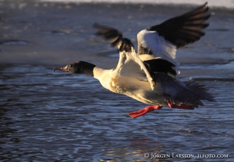 Storskrake  Mergus merganser