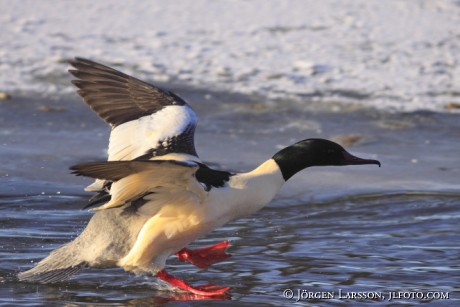 Storskrake  Mergus merganser