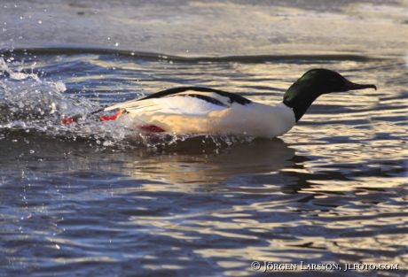 Storskrake  Mergus merganser