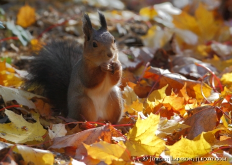 Squirrel  autumn Stockholm