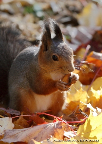 Squirrel  autumn Stockholm